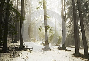 Pine tree forest fog