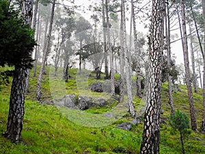 Pine tree forest in the foothills of Mussoorie, a famous tourist destination, Himalayan region of Uttarakhand India