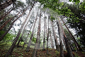 Pine tree in forest fresh nature