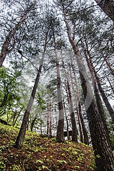 Pine tree in forest fresh nature