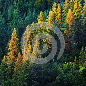 Pine Tree Forest Golden Evening Light