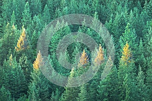 Pine Tree Forest Golden Evening Light