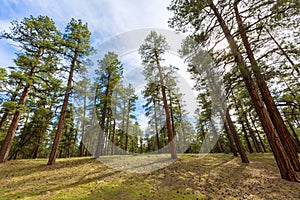 Pine tree forest in Grand Canyon Arizona