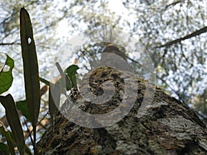 Pine tree forest in Indonesia precisely in ciamis, West Java.