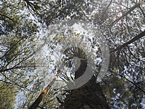 Pine tree forest in Indonesia precisely in ciamis, West Java.