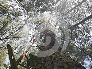 Pine tree forest in Indonesia precisely in ciamis, West Java.