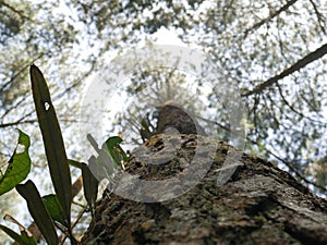 Pine tree forest in Indonesia precisely in ciamis, West Java.