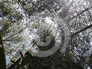 Pine tree forest in Indonesia precisely in ciamis, West Java.