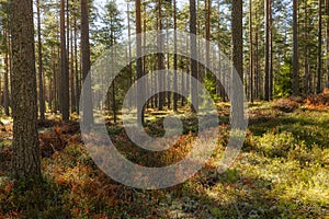 Pine tree forest landscape in autumn.