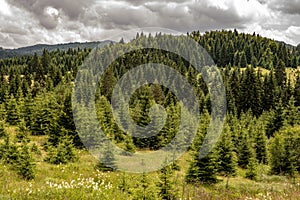 Pine Tree Forest Landscape. Fir Trees on Meadow.