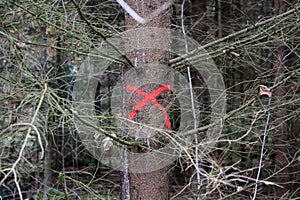 Pine tree in forest marked with red X to be cut down photo