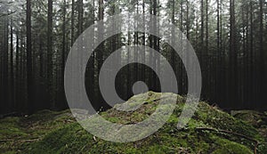 Pine tree forest with moss on cliffs