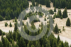 Pine tree forest at mountain valley