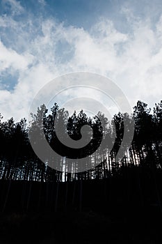 Pine tree forest in the mountains