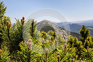 Pine Tree Forest in the Mountains on a Nice Day