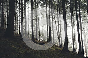 Pine tree forest with mysteryous fog trough fir trees