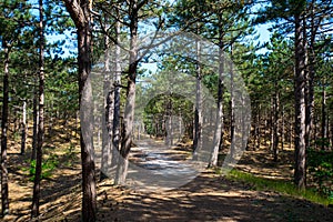 Pine tree forest in the  North of Holland