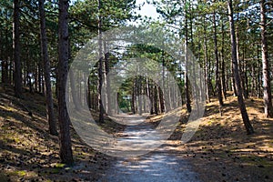 Pine tree forest in the  North of Holland