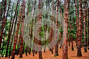 Pine tree forest photo