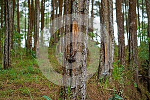 pine tree forest. pine resin industry. pine resin container.