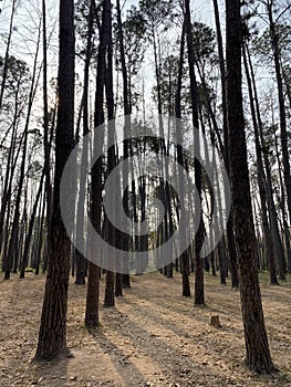 Pine tree , Pine forest