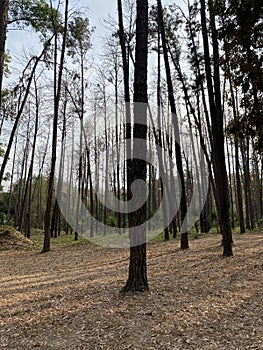 Pine tree , Pine forest
