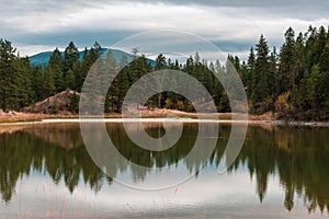 Pine tree forest reflections in calm lake with cloudy sky