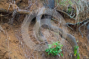pine tree forest. pine resin industry. pine resin container.