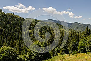 Pine Tree Forest, Rhodope Mountains, Bulgaria