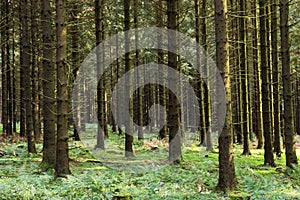 Pine tree forest in the Rhoen low mountain range