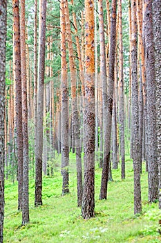 Pine tree forest in Riga, Latvia