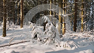 Pine tree forest with snow on the branches