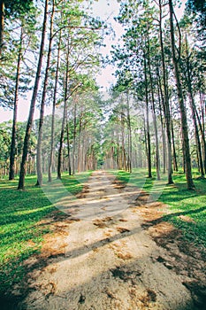 Pine tree forest at spring sunny day. Pine tree road way tunnel