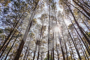 Pine tree forest with sunlight and natural landscape. Look overhead at many pine trees with clean sky background