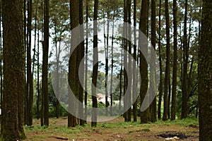 Pine forest at mount ungaran