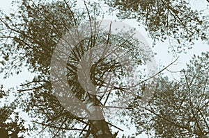 Pine tree view from below. photo
