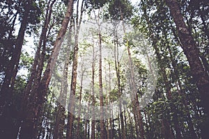 Pine tree forest,vintage style