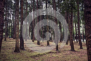 Pine tree forest,vintage style