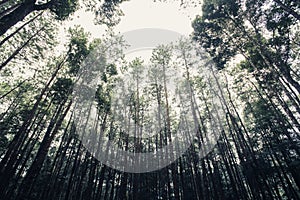 Pine tree forest,vintage style