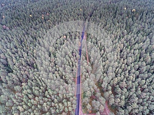 Pine Tree Forest in Winter in Lithuania. Drone Point of View. Road in the Middle of the Frame