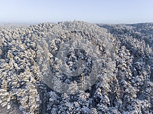 Pine Tree Forest in Winter in Lithuania. Drone Point of View. Road in the Middle of the Frame