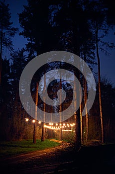 Pine tree forest with yellow glowing lamps