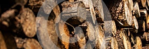 Pine tree forestry exploitation. Stumps and logs. Overexploitation leads to deforestation. Timber logging industry.