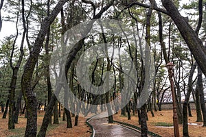 Daereungwon pine tree forest photo