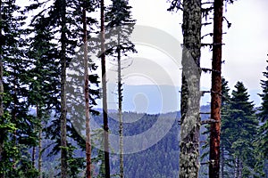 Pine Tree Forests after the rain.