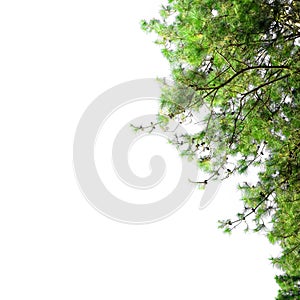 Pine tree frame with blank space. Christmas border with fir branches isolated on white background.