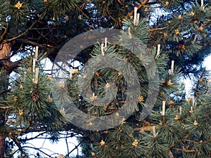 A Pine Tree in full bloom with acorns