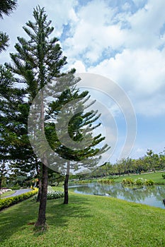 Pine tree in garden and blue sky