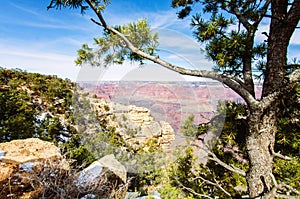 Pine tree in Grand Canyon South Rim Arizona