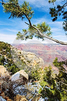 Pine tree in Grand Canyon South Rim Arizona